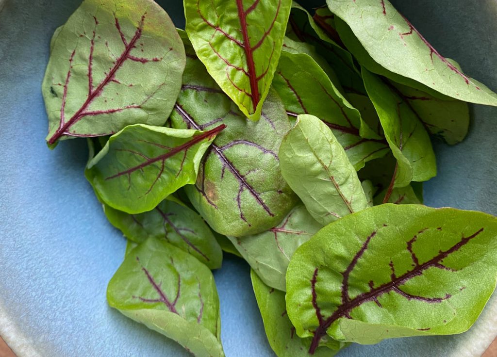 zupa szczawiowa w ciąży liście szczawiu